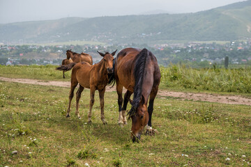 Sticker - horse and foal