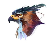 Drawn Color Bright Bird Of Prey Hawk Portrait On White Background