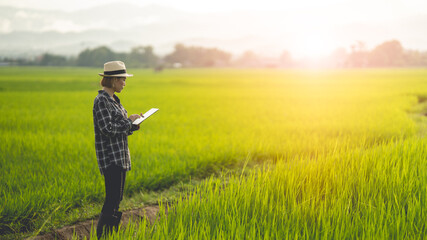 Female farmer using tablet at close range to collect data at the rice fields in the evening with warm light Agriculture concept, technology concept