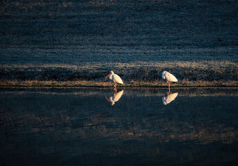 White Ibis