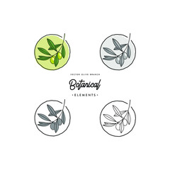 A free collection of botanical olive branch line art vector set