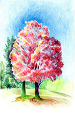 Color Pencil Illustration Of A Red Tree On The Foreground And Green Trees On The Background With Shadows On The Grass Meadow