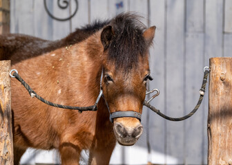 Sticker - portrait of a horse