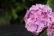 Beautiful Pink Purple Hydrangea Bloom And Foliage With Space For Copy
