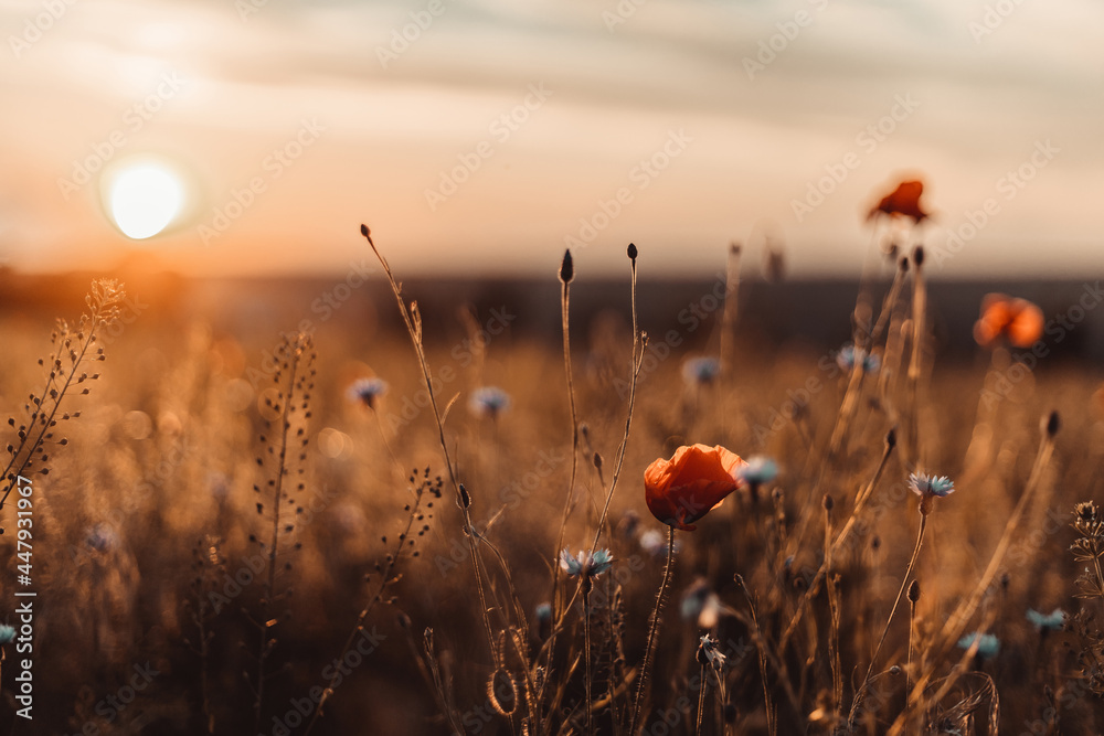 Beautiful nature background with red poppy flower poppy in the sunset in the field. Remembrance day, Veterans day, lest we forget concept. - obrazy, fototapety, plakaty 