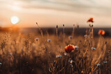 Fototapeta Boho - Beautiful nature background with red poppy flower poppy in the sunset in the field. Remembrance day, Veterans day, lest we forget concept.