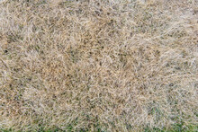 Dry Yellow Grass Close-up
