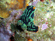 © Robert - Variable Neon Slug (Nembrotha Kubaryana) in the filipino sea 27.1.2015