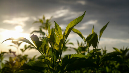 Wall Mural - Close-up of fresh green plants with sunlight in the evening