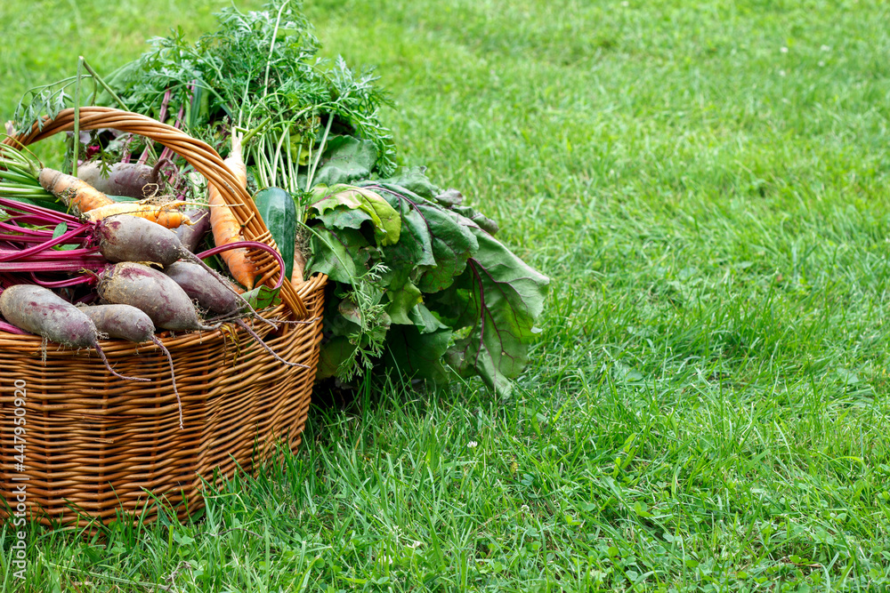 Obraz na płótnie Koszyk pełen świeżych warzyw. Ekologiczne warzywa uprawiane w przydomowym ogródku w salonie