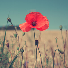 Wall Mural - blooming wild poppies on the meadow at summer.