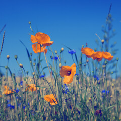 Wall Mural - blooming wild poppies on the meadow at summer.