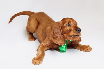 Wall Mural - charming Irish setter puppy of brown color on a white background