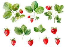 Red Strawberries And Green Leaves. Hand Drawn Watercolor Botanical Illustration. Isolated On White