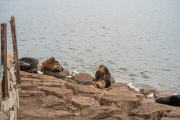 Sticker - Closeup shot of sea lions on the beach