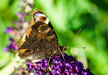 Poster - motyl