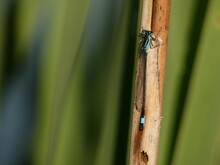Azure Damselfly (Coenagrion Puella) - Blue Damselfly On Brown Stick, Poland