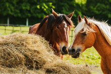 Two Beautiful Horses Feeding On Hay In The Summer On Farm Scenery