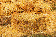 Straw Mowed In The Field After The Wheat Harvest And Packed In Square Bales. Square Bales Of Golden Hay Stacked In A Large Heap. Autumn Harvest Of Agricultural Crops.