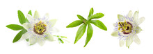 Set With Passiflora Plant (passion Fruit) Flowers And Leaves On White Background. Banner Design