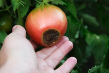Blossom End Rot On The Red Tomato. Damaged Fruit In The Farmer Hand. Close-up. Disease Of Tomatoes. Low Key