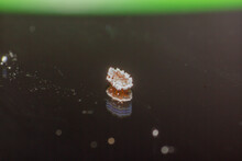 Macro Photography - Lice Found In Rambutan Fruit