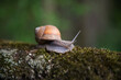 A snail on a log covered with moss. Blurred background.