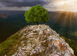 Mountain landscape. Rocky ledge with a beautiful tree. The sky is flooded with sunlight.