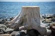 Old weathered tree stump on blurred sea background