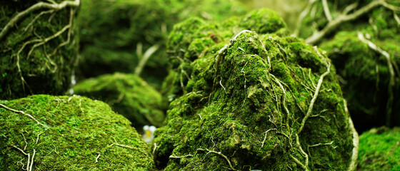 Wall Mural - Beautiful Bright Green moss grown up cover the rough stones