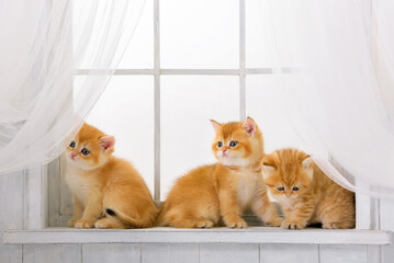 Wall Mural - Small pedigree red tabby kittens sit on the window on a sunny day