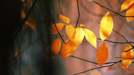 Wall Mural - Beautiful yellow and orange autumn leaves on tree in fall. Pan shot. Closeup, shallow DOF.