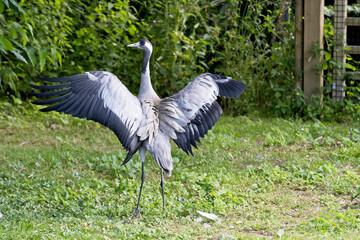 Poster - Closeup shot of a Cranes