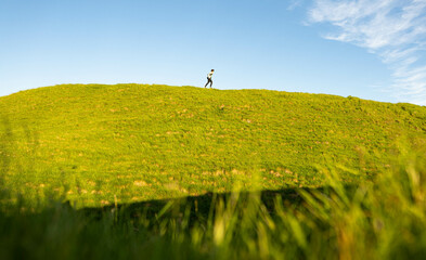 Wall Mural - Young female walking on top of a hill full of green grass with a group of sheep eating from the field.