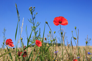 Wall Mural - blooming wild poppies on the meadow at summer.