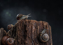 Snails With Brightly Colored Spiral Houses Crawl Along An Old Tree Stump Against A Dark Background. Selective Focus. Bokeh.