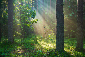 Poster - Sunlight in forest