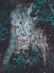 Vertical shot of tree bark covered in moss