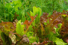 Green And Red Lettuce Leaves, Dill Grow In The Garden