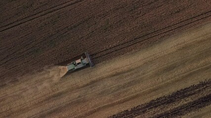 Wall Mural - Top-down view of wheat harvester in the field. Seasonal work of harvesting grain in the agricultural field