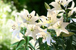 Bush of white lilies on a blurred botanic background