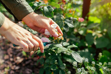 Woman Deadheading Spent Rose Hips In Summer Garden. Gardener Cutting Wilted Flowers Off With Pruner.