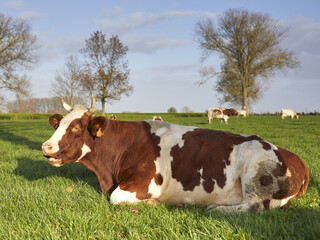 Brown white milk cow in the meadow