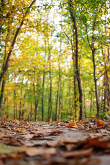 Sticker - Trail in the autumn forest at dawn