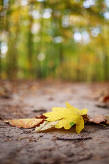 Canvas Print - Trail in the autumn forest at dawn