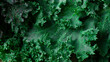 Fresh green Kale leaves, top view, horizontal, no people,