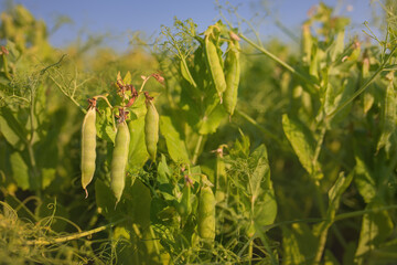 View of peas (Pisum sativum) in a field. It is an annual plant, with a life cycle of one year. Botanically, pea pods are fruit, since they contain seeds and develop from the ovary of a pea flower.