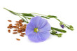 Flax seeds with flower isolated.