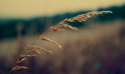 Wall Mural - Ear of grass in a field toned photo Spikelets of grass. Toned image