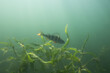 European perch in the lake underwater in freshwater.